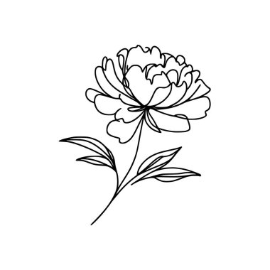 Şakayık çizgisi çizimi. Şakayık çiçeği aranjmanı