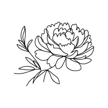 Şakayık çizgisi çizimi. Şakayık çiçeği aranjmanı