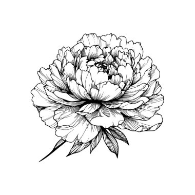 Şakayık çizgisi çizimi. Şakayık çiçeği aranjmanı