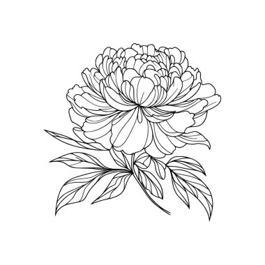 Şakayık çizgisi çizimi. Şakayık çiçeği aranjmanı