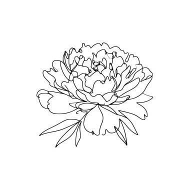 Şakayık çizgisi çizimi. Şakayık çiçeği aranjmanı