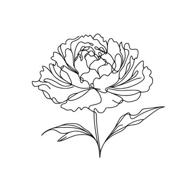 Şakayık çizgisi çizimi. Şakayık çiçeği aranjmanı