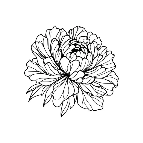 stock vector peony flower doodle illustration