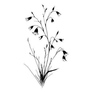 Çiçek açan çan çiçeklerinin siyah beyaz silueti