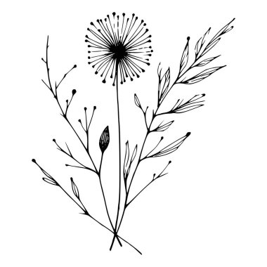 Siyah-beyaz çizgili bir karahindiba çizgisi. 