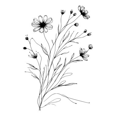 Yaban çiçeklerinin siyah beyaz çizgileri