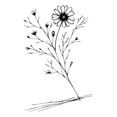 Tek bir papatya çiçeğinin basit bir çizimi