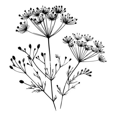 Kır çiçeklerinin siyah beyaz çizgisi