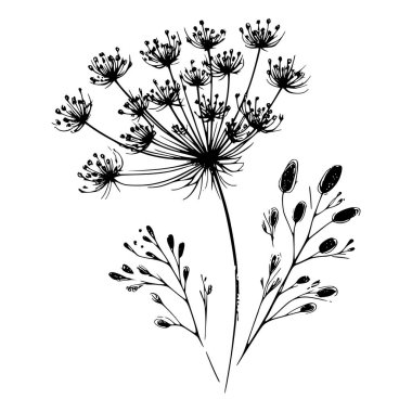 Kraliçe Anne 'in danteli ve kır çiçeğinin siyah beyaz çizgisi