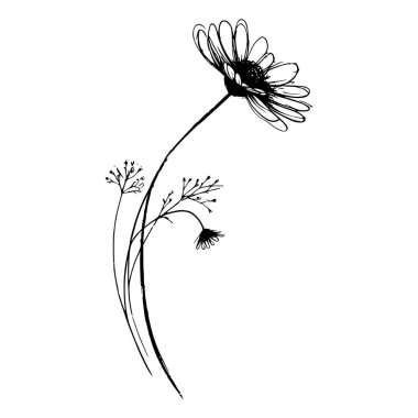 Tek bir papatyanın siyah beyaz çizgi çizimi