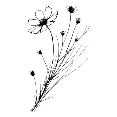 Tek bir kozmos çiçeğinin siyah beyaz çizgisi