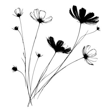 Kozmos çiçeklerinin siyah beyaz çizgileri