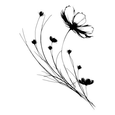 Kozmos çiçeklerinin siyah beyaz çizimi