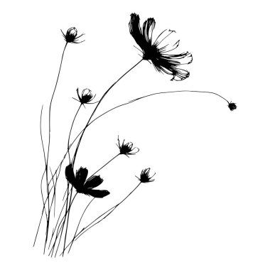 Kozmos çiçeklerinin tarladaki siyah beyaz çizimleri.