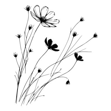 Kozmos çiçeklerinin siyah beyaz çizimi
