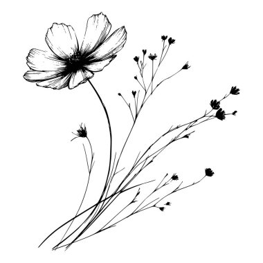 Tek bir kozmos çiçeğinin siyah beyaz çizgi çizimi 