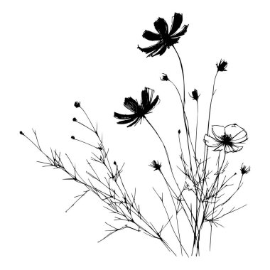 Küçük bir kozmos çiçeğinin siyah beyaz çizgisi.