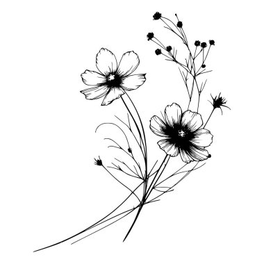 Kozmos çiçekleri ve saplarının siyah mürekkep çizimi