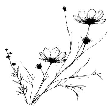 Kozmos çiçeklerinin siyah beyaz çizgileri