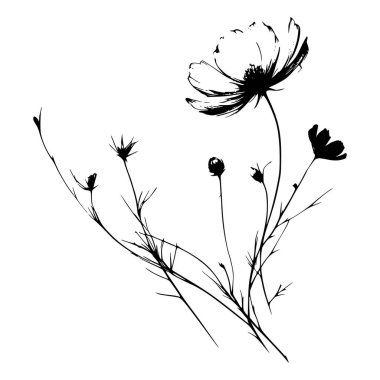 Tek bir kozmos çiçeğinin siyah beyaz çizgisi