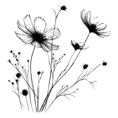 Kozmos çiçeklerinin siyah beyaz çizgileri