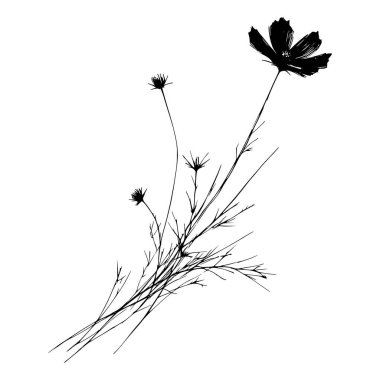 Bir kozmos çiçeğinin siyah beyaz silueti