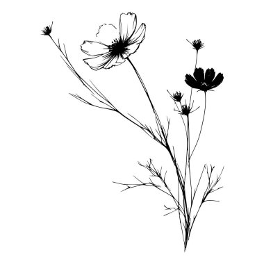 Kozmos çiçeklerinin çiçekli siyah beyaz çizimi
