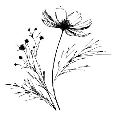 Tek bir kozmos çiçeğinin siyah mürekkep çizimi. Sapı ve b ile.