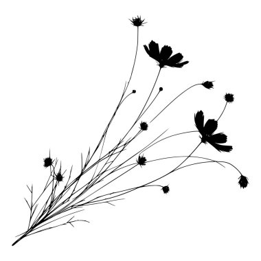 Kozmos çiçeklerinin siyah beyaz silueti