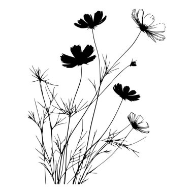 Kozmos çiçeklerinin siyah beyaz silueti