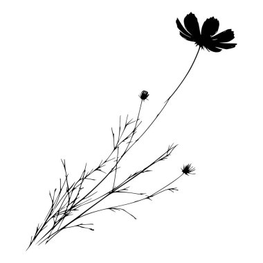Kozmos çiçek sapının siyah beyaz silueti