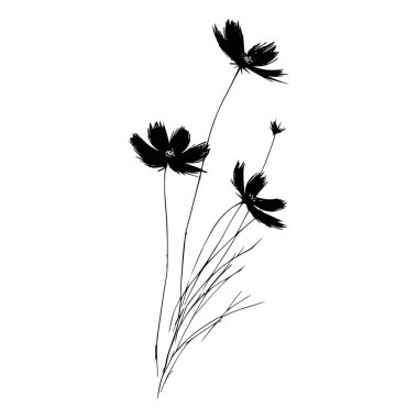 El çizilmiş siyah ve beyaz kozmos çiçekleri silueti