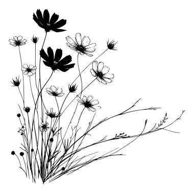 Kozmos çiçeklerinin çiçek açan siyah beyaz çizimi