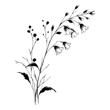 Narin saplı çan çiçeklerinin el çizimi.