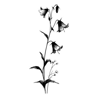 Bir çan çiçeği bitkisinin siyah beyaz çizgisi