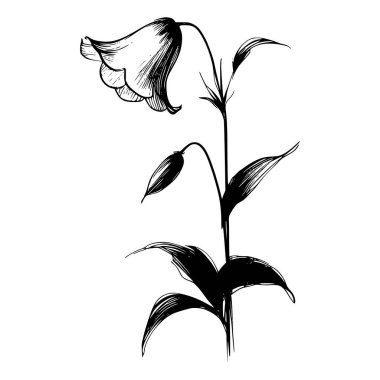 Tek bir çan çiçeğinin siyah beyaz çizgisi