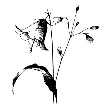 El çizimi, çan çiçeği bitkisinin siyah beyaz çizimi