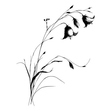 Çan çiçeklerinin siyah beyaz çizgileri