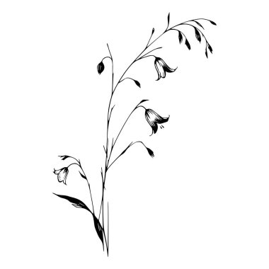 Bir çan çiçeğinin siyah ve beyaz çizimi