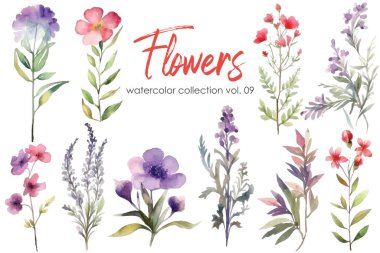 Suluboya çiçek seti. Beyaz arkaplanda elle boyanmış çiçek elementleri var..