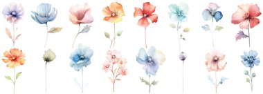 Suluboya kır çiçekleri seti. Beyaz arkaplanda elle boyanmış resimler izole edilmiş