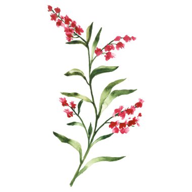 El Boyalı Suluboya Çiçek Vektörü İllüstrasyon Beyaz Arkaplan Çiçek Elementi