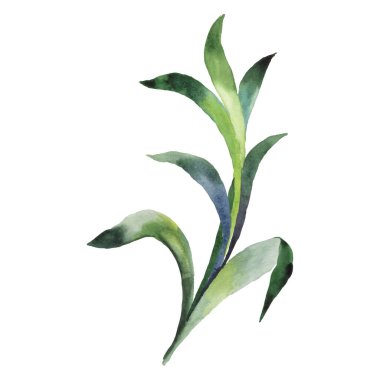 El Boyalı Suluboya Yeşil Santral Vektör İllüstrasyon Beyaz Arkaplan Botanik Elementi