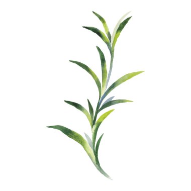 El Boyalı Suluboya Herb Kök Vektör İllüstrasyon Beyaz Arkaplan Botanik Elementi