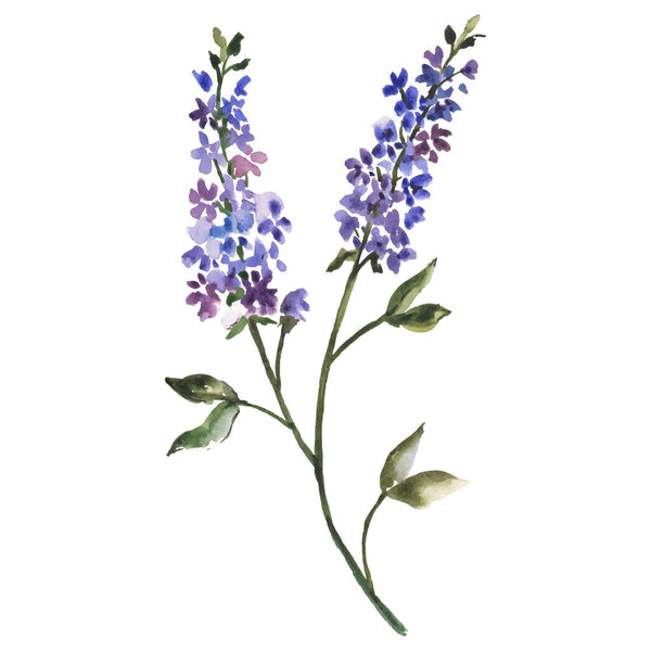 Цветочный вектор акварели иллюстрация ручной окрашены цветочный элемент изолирован на белом фоне