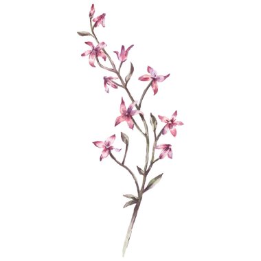 El Boyalı Suluboya Hassas Pembe Çiçek Şubesi Vektör Resimleri Beyaz Arkaplan Çiçek Elementi