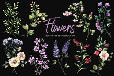 Suluboya çiçekleri elle boyanmış çiçek elementleri siyah arka planda izole edilmiş.