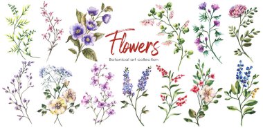 Suluboya çiçekleri elle boyanmış çiçek elementleri beyaz arka planda izole edilmiş.