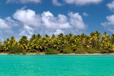 Güneşli bir havada Karayip Denizi kıyısında palmiye ağaçları
