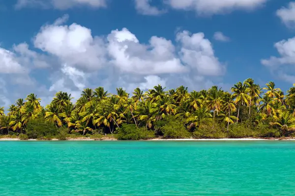 Palm trees on the shores of the Caribbean sea in sunny weather